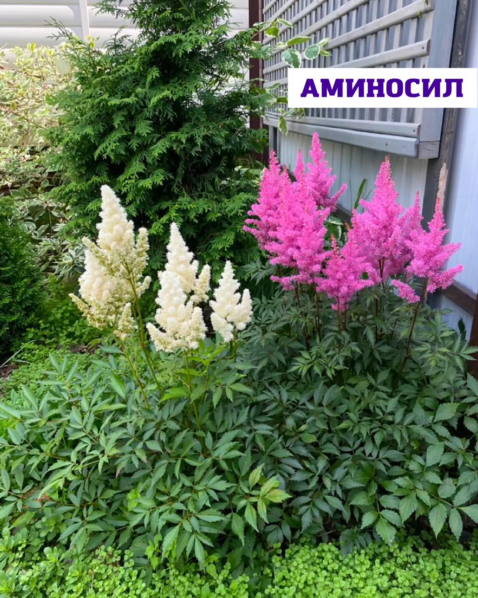 Тень в саду — это не минус, а возможность создать особенное, уютное пространство 💚  Если на участке 