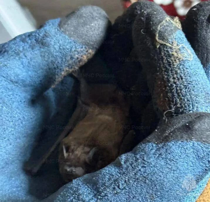 🦇 Ливенцы получили «ночного гостя» без приглашения