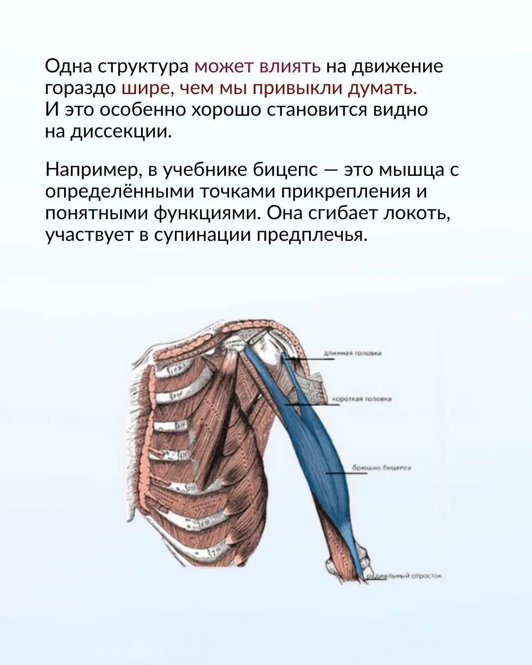 Диссекция: зачем тренеру живой 3D-образ тела?