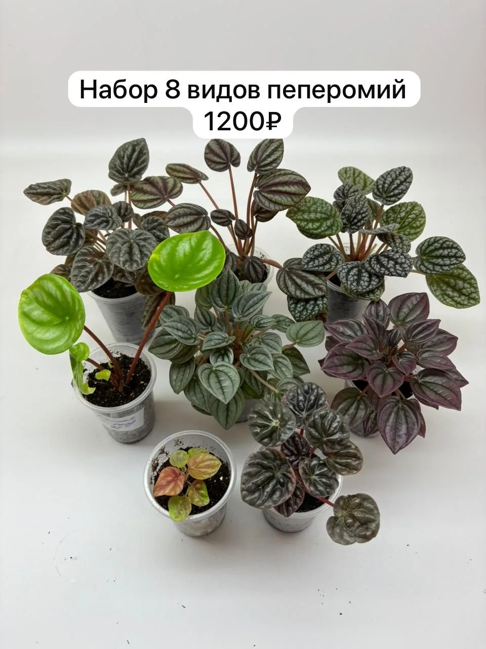 Набор 8 видов пеперомий 1200₽