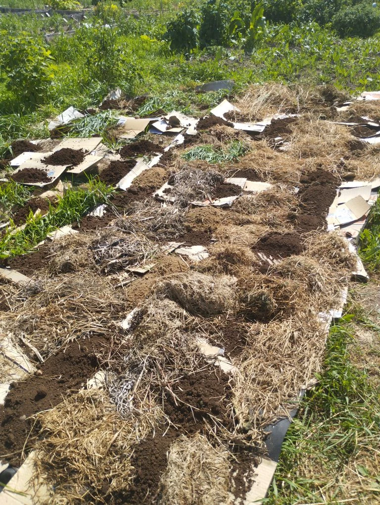 Ну что, небольшой пост про мои огородные дела, а то что все про вызовы и несчастные случаи.

Я вот п