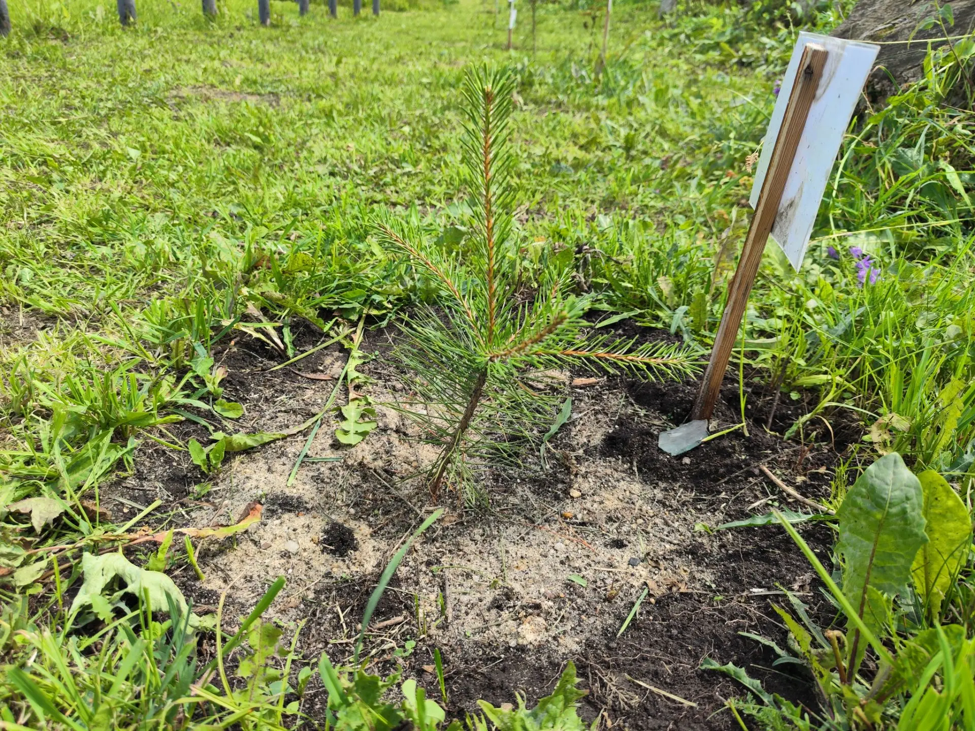 🌳Ухаживаем за территорией памятника

🌿Сегодня в 11 часов утра начался субботник у памятника павшим