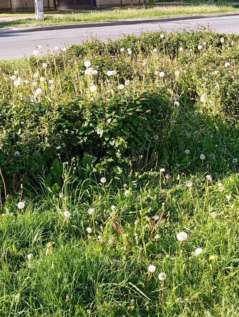 Конкуренция на примере одуванчиков 😉

Все эти дни я хожу мимо кустов, из которых выглядывают одуван