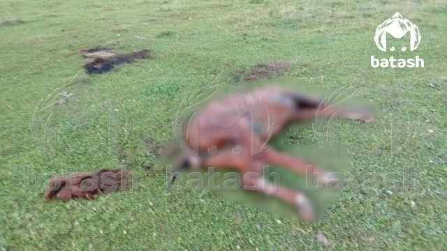 Три женщины чудом остались живы после встречи с медведем в Благовещенском районе.