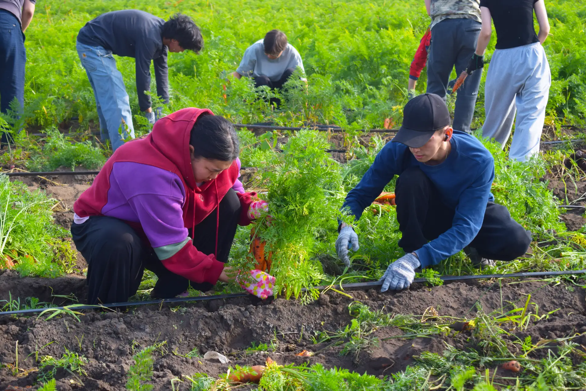🥕🥔🌽Студенты АГАТУ помогают фермерам в сборе овощей
