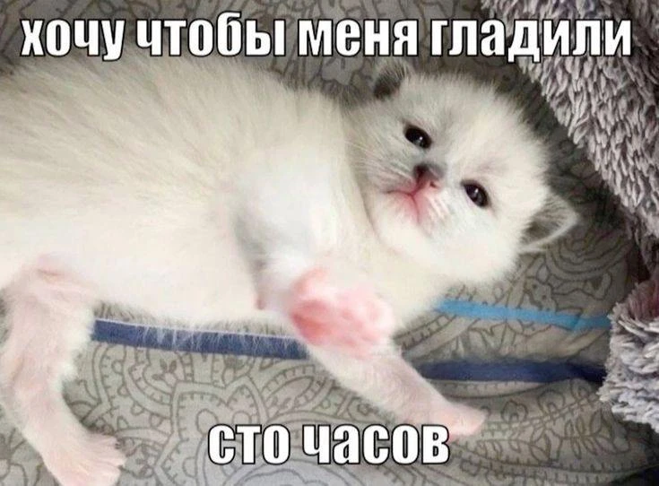 Мемы каждый день • Подписаться