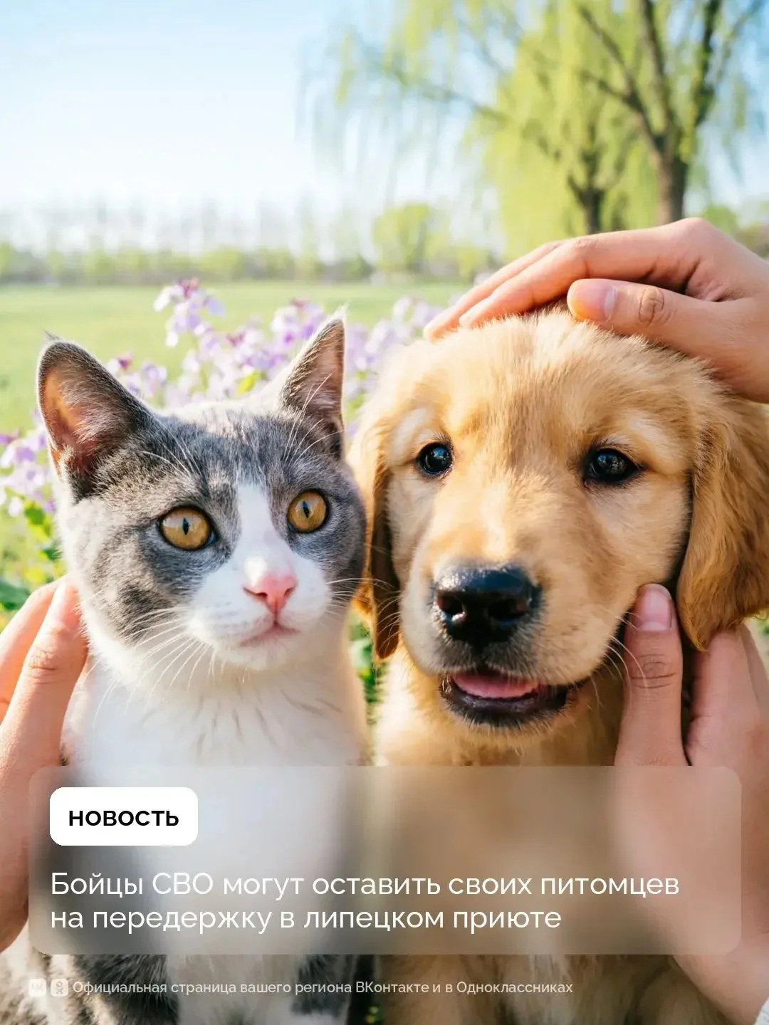 Липецкий приют присмотрит за питомцами участников СВО, пока те за ленточкой.

«Территория спасения» 
