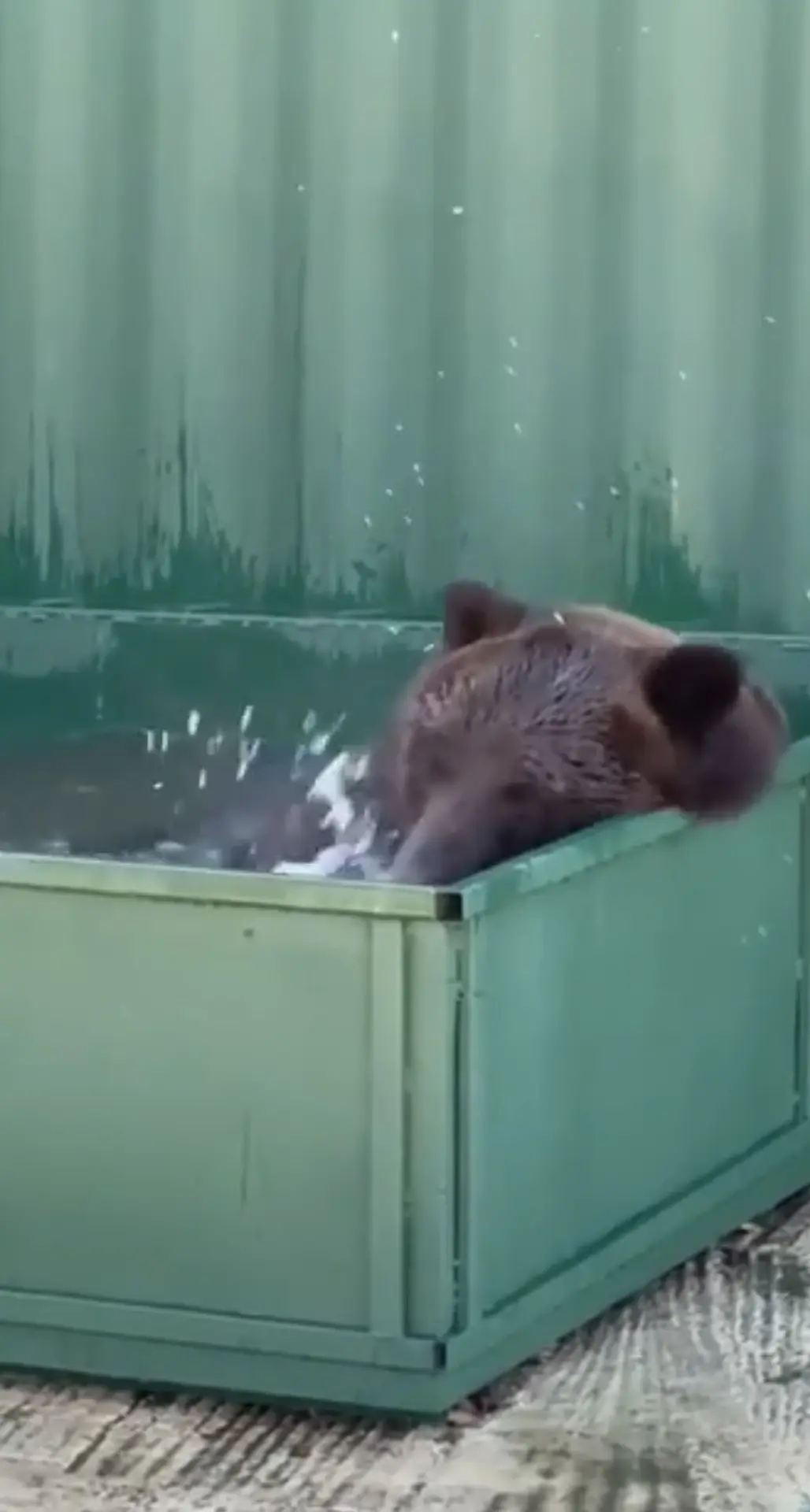 🐻 Медведь Балу обрёл дом: из ржавой клетки — в центр «Легенда»