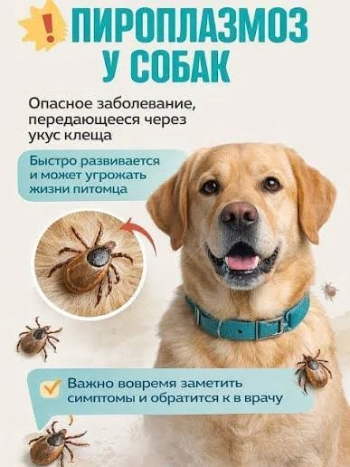 Пироплазмоз (бабезиоз) собак – сезонное заболевание, вызываемое кровепаразитами из рода...