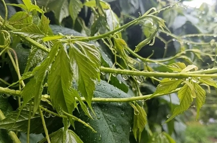 🌧️ Синоптик предупредил о дождях с грозами в 12 июня в Краснодарском крае