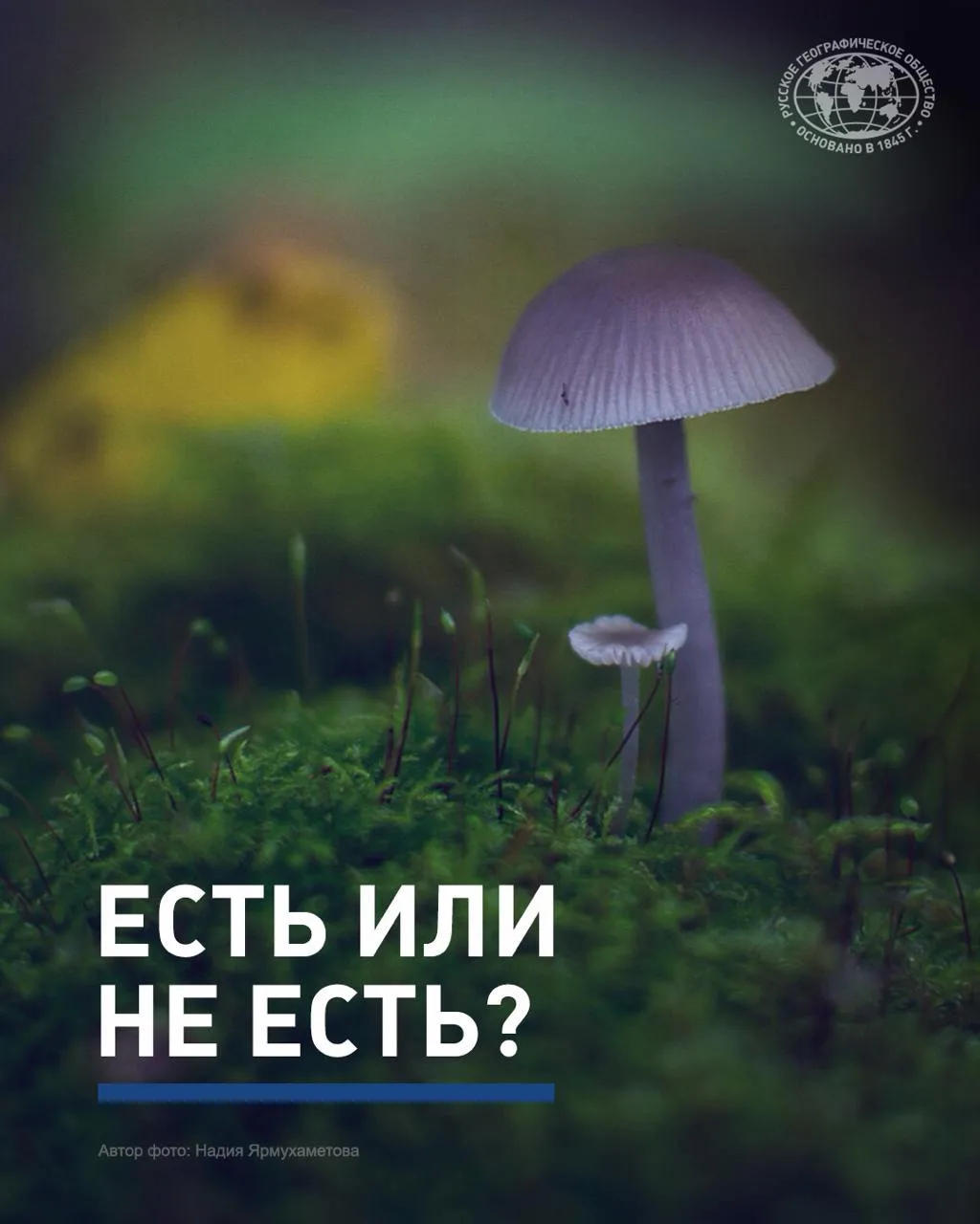🍄‍🟫 🍄Съедобный или нет? Если вы часто задаётесь таким вопросом, проходя в лесу мимо ...