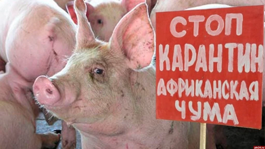 🚨 Очаг африканской чумы свиней обнаружен в Прикамье
