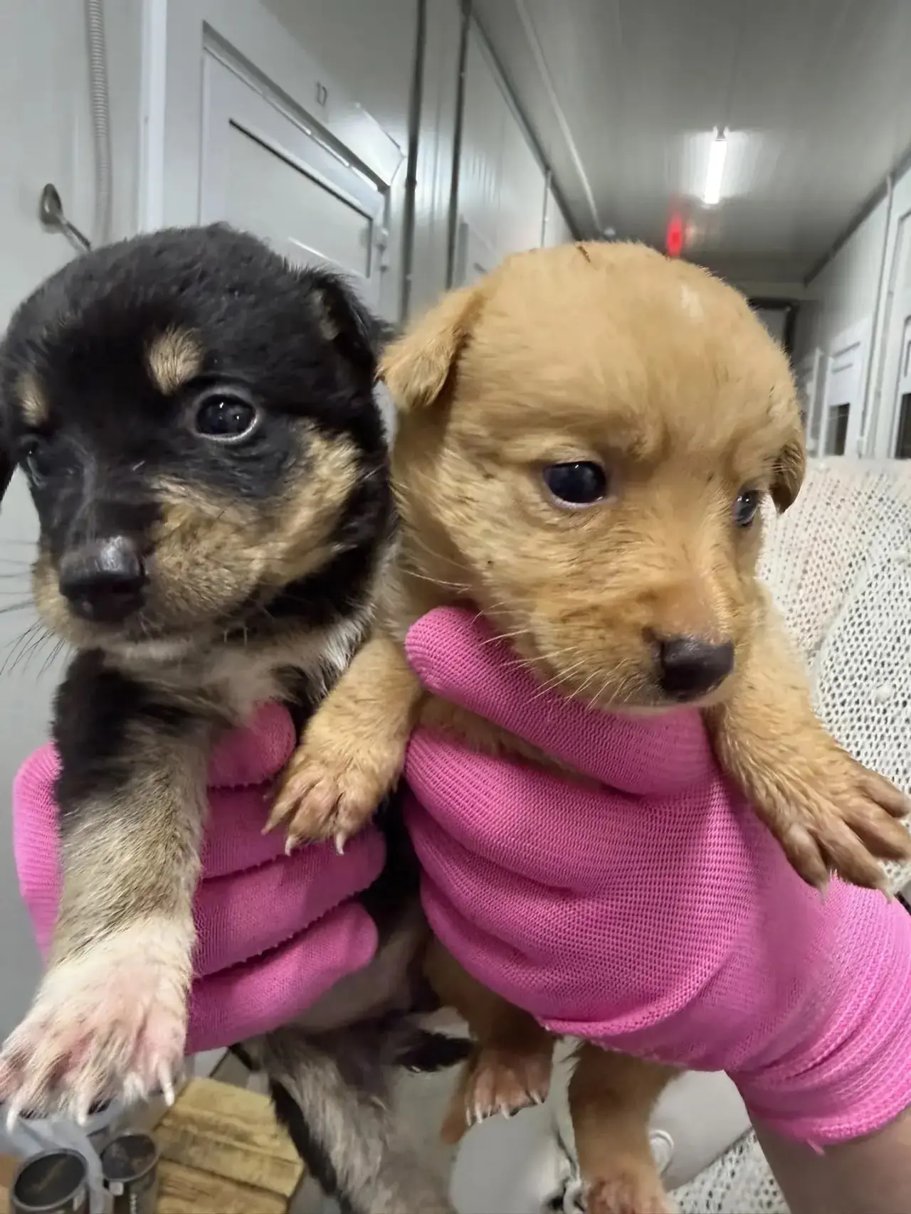 🆘 🆘 🆘 щенки в беде!!!

СРОЧНО нужна семья ( в крайнем случае передержка) для двух девочек , выжив