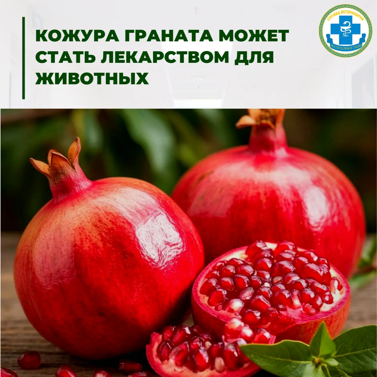 🧑‍🔬Необычное применение граната: кожура может стать полезной для здоровья животных