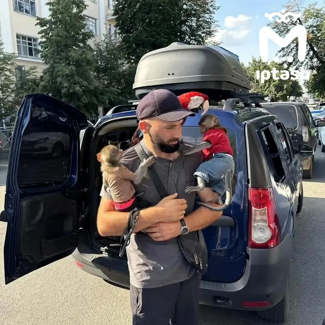 В Казани полиция впервые изъяла обезьян у уличных фотографов — животных били шокерами 
 
На улице Ба