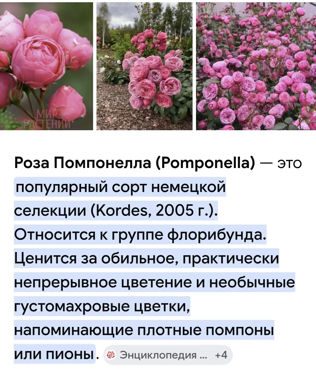 В наличии! 
Роза флорибунда Помпонелла
ЗКС Цена 750 руб