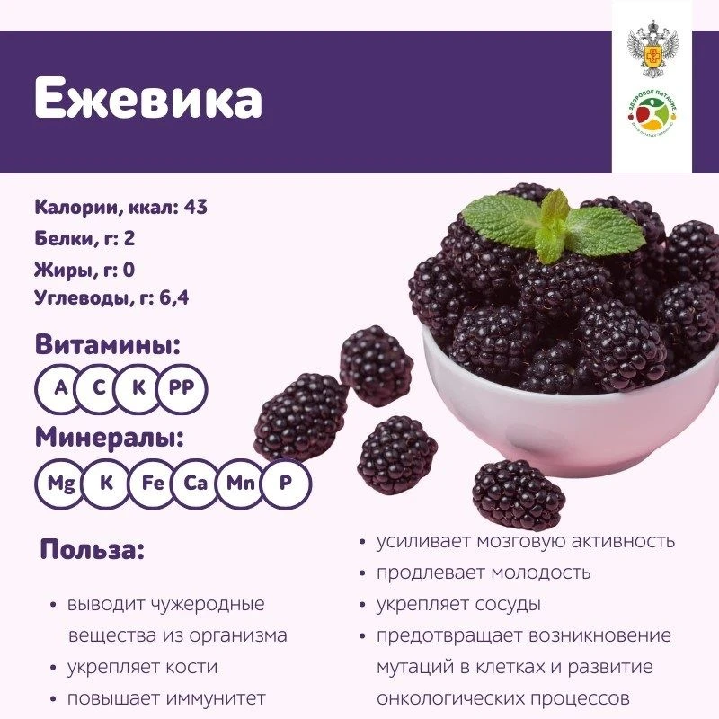 Ежевика: что важно знать