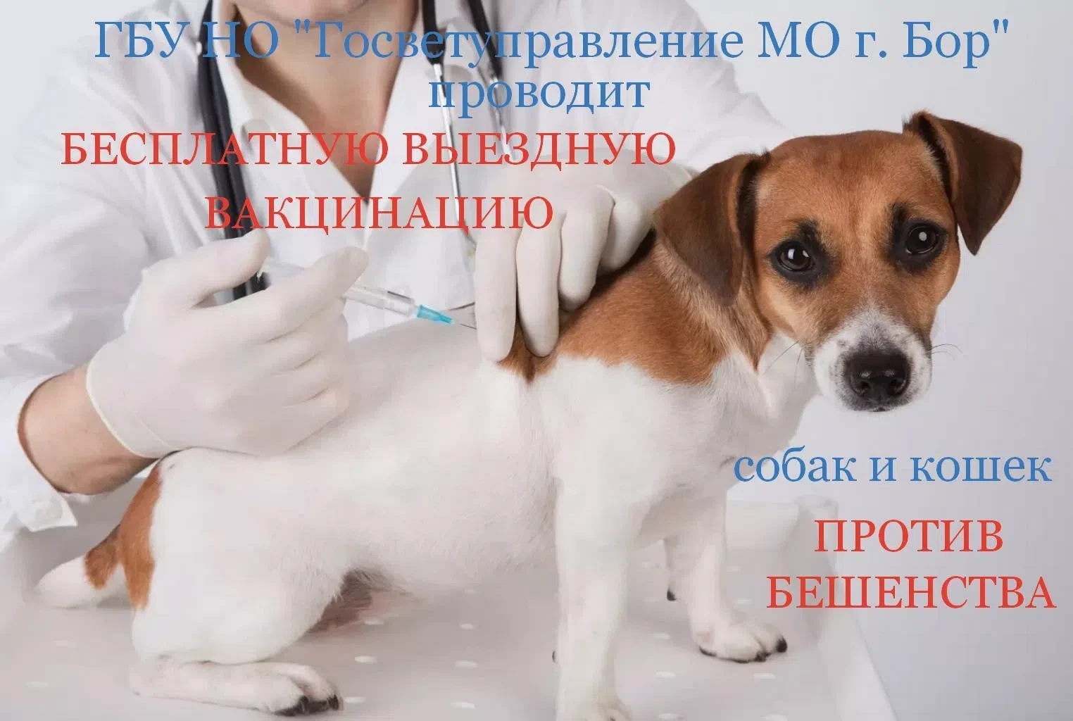 Госветуправление МО г. Бор вновь проводит бесплатную вакцинацию кошек и собак от бешенства. Адреса и