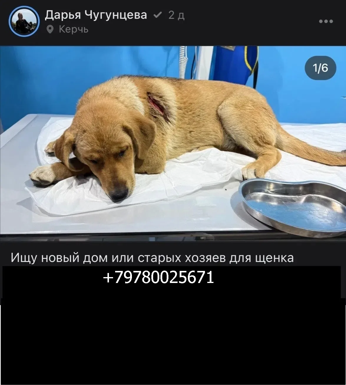 ❣️ Потеряшки Керчь. 
1.Ищут дом собачке. Щенок (примерно 8 мес), девочка. Будет крупная.
В стационар