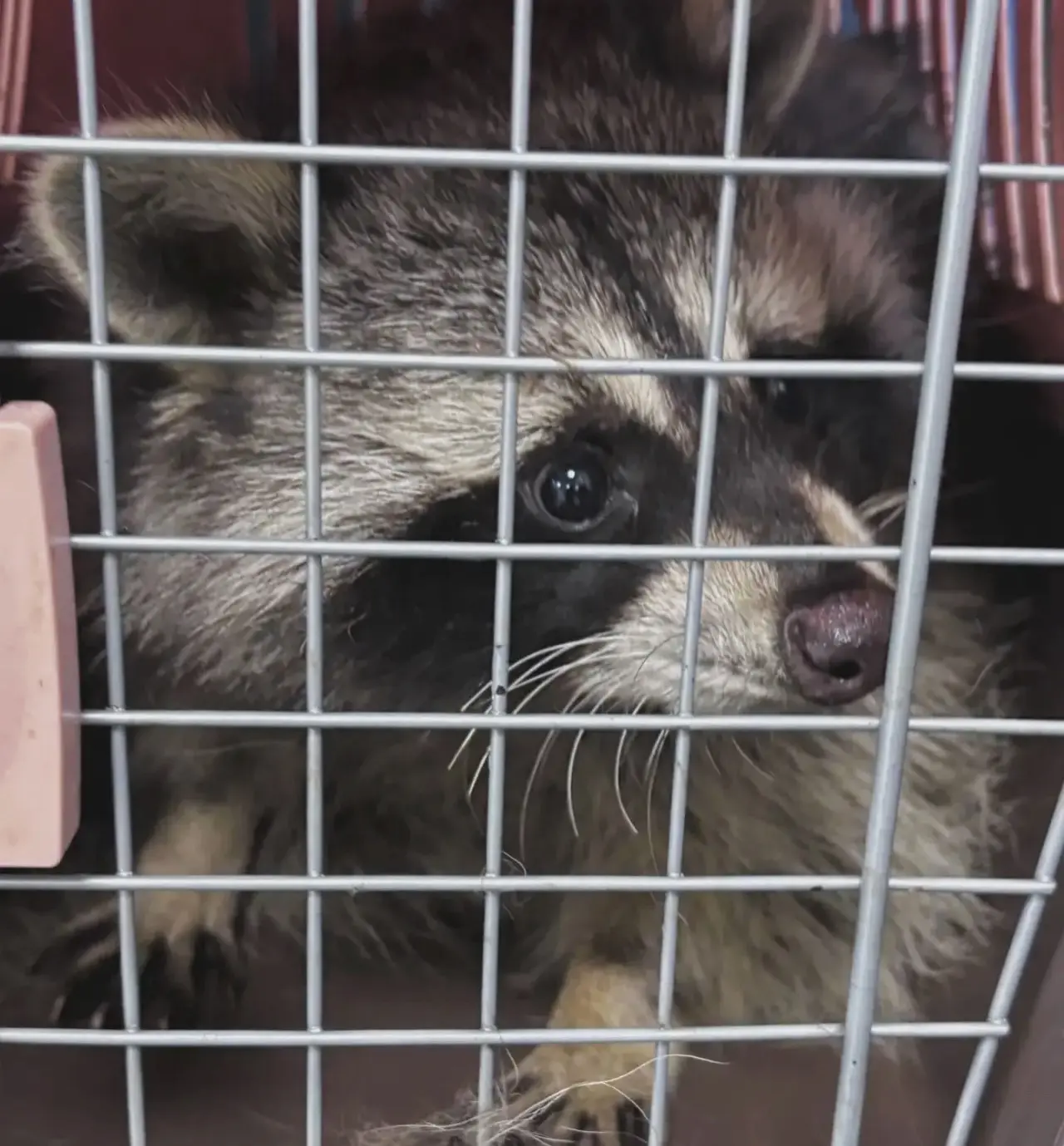 🦝 Наши необычные пациенты