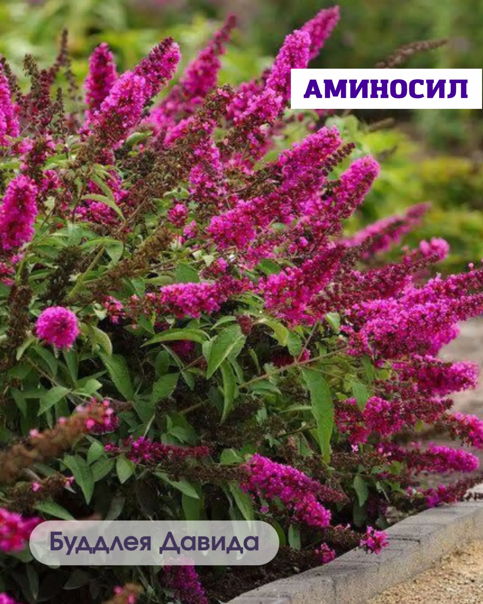 🌿 5 неприхотливых кустарников, которые мгновенно преобразят ваш сад  Хотите, чтобы участок выглядел 