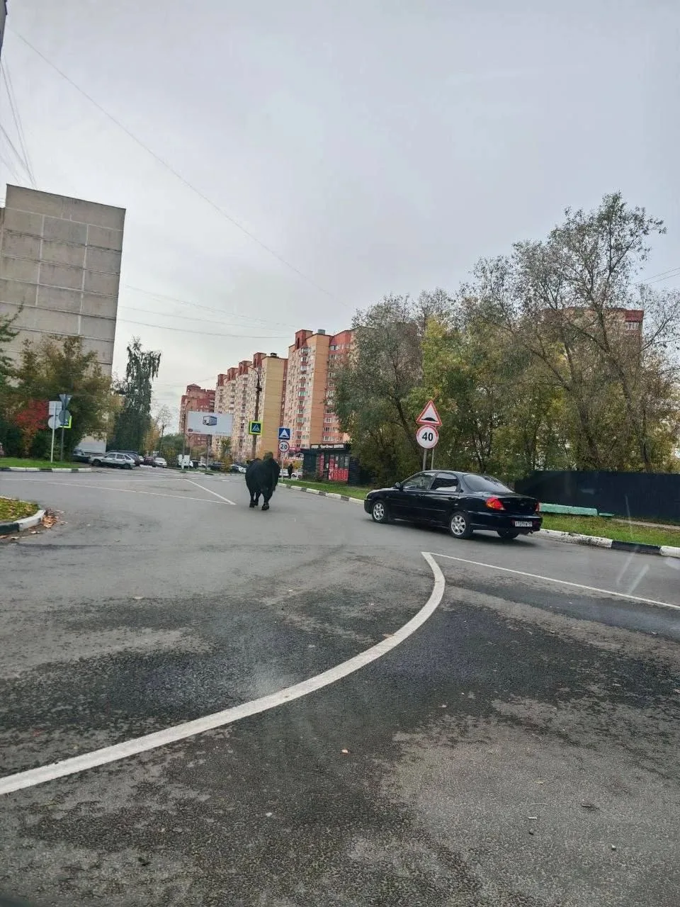 На кольцевой развязке у "Зелёной околицы" замечен бык, за которым гонятся мужчины с пал...