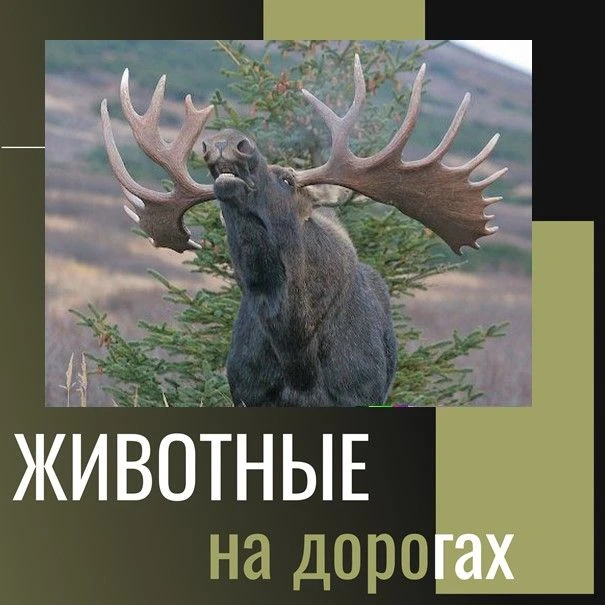 🦌Осторожно: лоси на дорогах! Поведение животных во время гона и правила безопасности