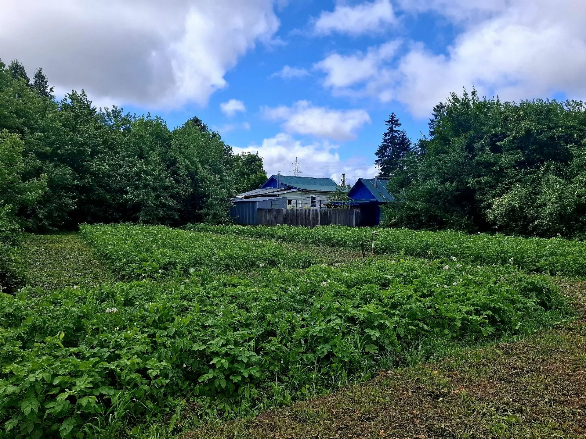 🍎 Июль в школьном огороде — время урожая и маленьких радостей! 🥒

Июль — особенная пора для нашего