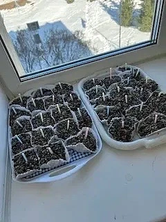 📢 Экологическая акция "Покормите птиц"🐦‍⬛🐦‍⬛🐦‍⬛  Ранняя весна 🌿— время непростое: * сугробы ещё не р