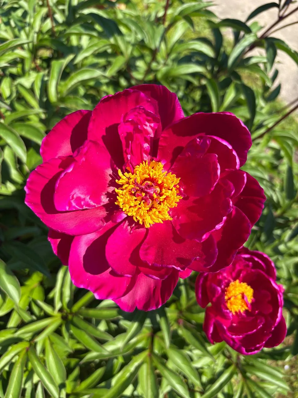 Какой бутон больше нравится? 🌸🌺
1 или 2?

КОММЕНТАРИИ