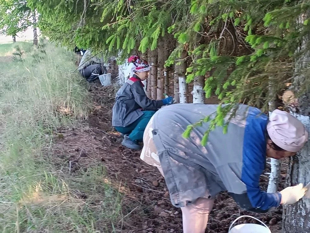 Безнең мәктәп коллективы да агач агарту эшеннән читтә калмады. Укучылар һәм укытучылар ...
