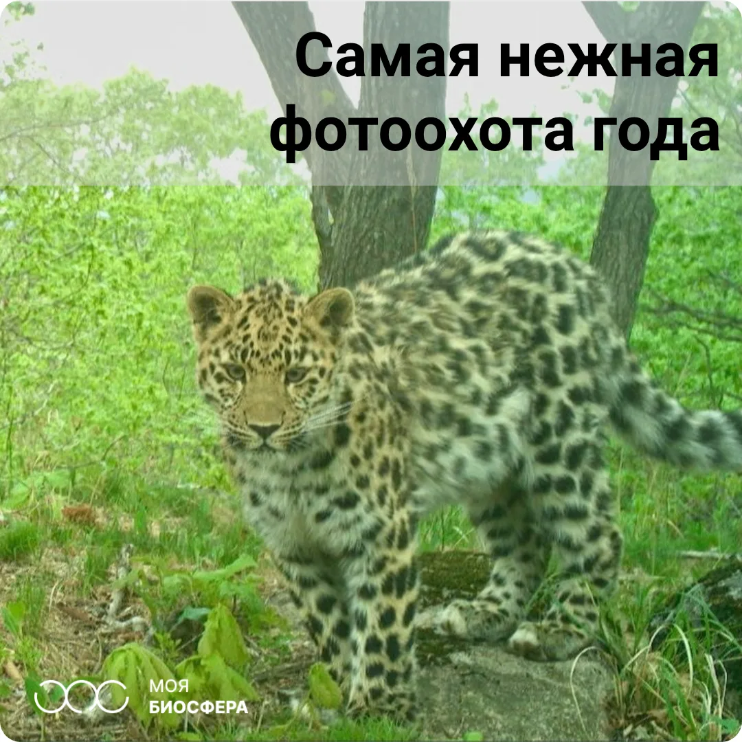 ❤️ Приёмная мама из тайги