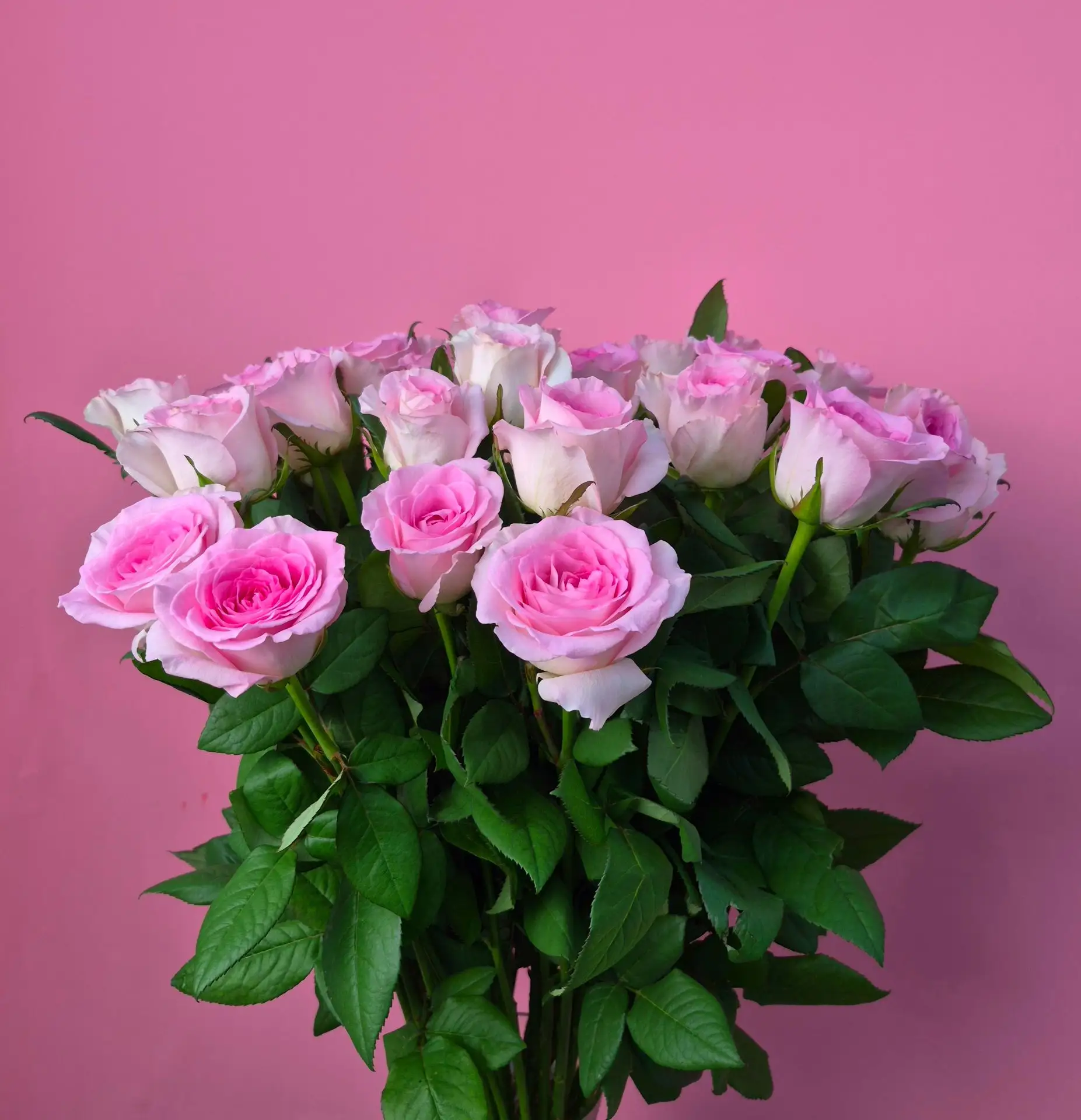 Свежая поставка цветов🌸