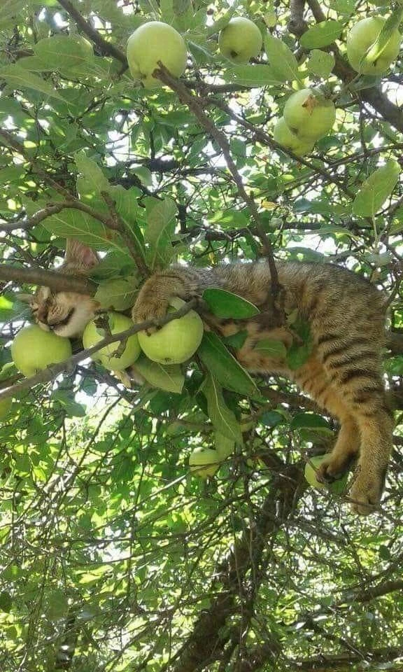 Какой урожайный год выдался 😂