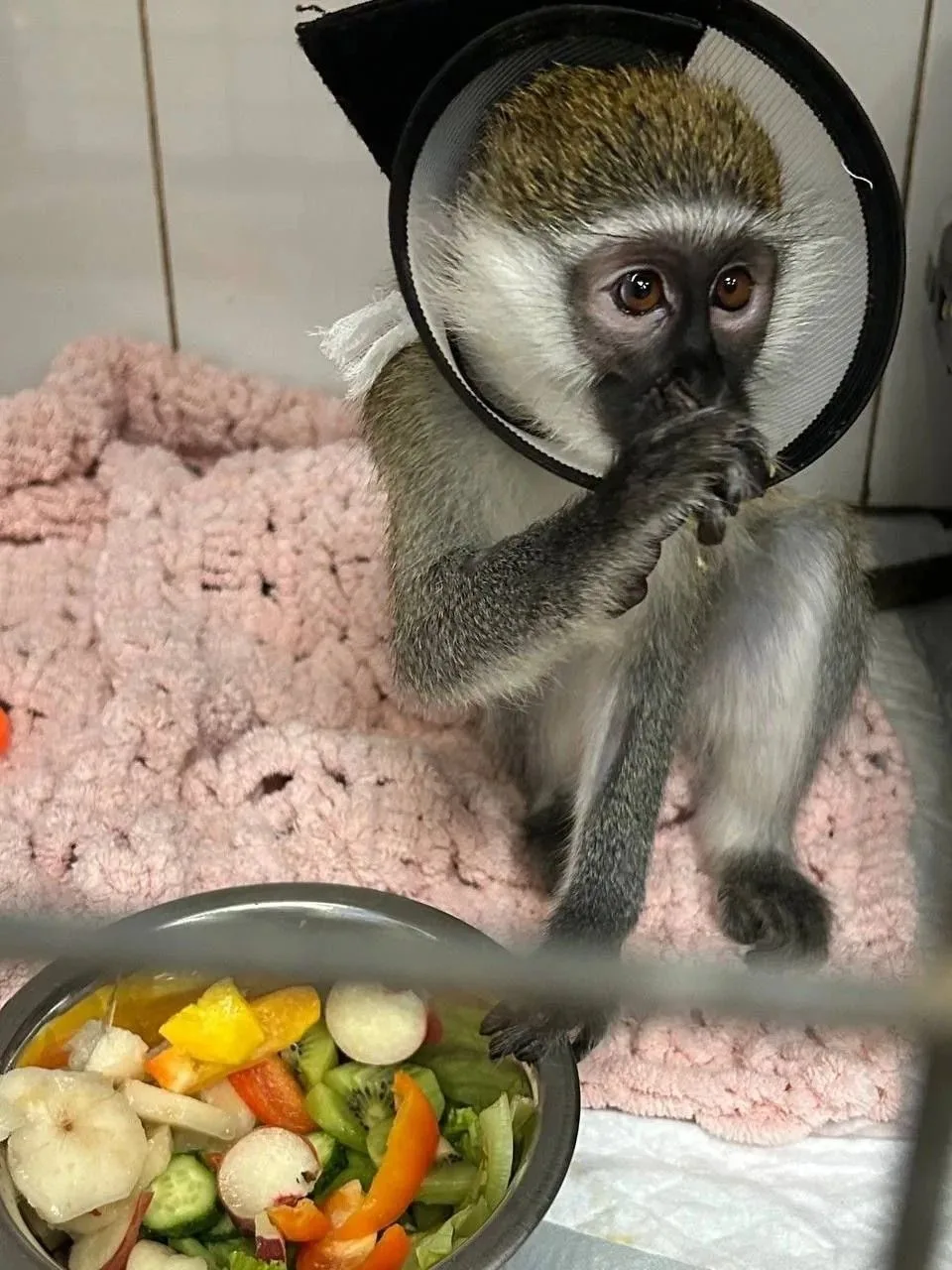 🐒 В Тамбове собирают средства на операцию для обезьянки Киви