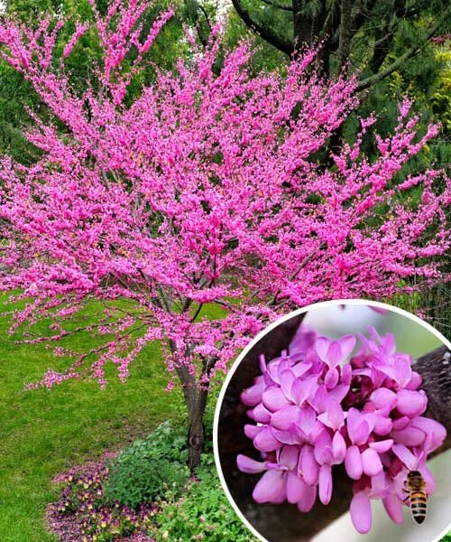 🌳 Внимание! Редкое экзотическое растение — Канадская сакура — доступен для заказа! 🌳

Добавьте изю
