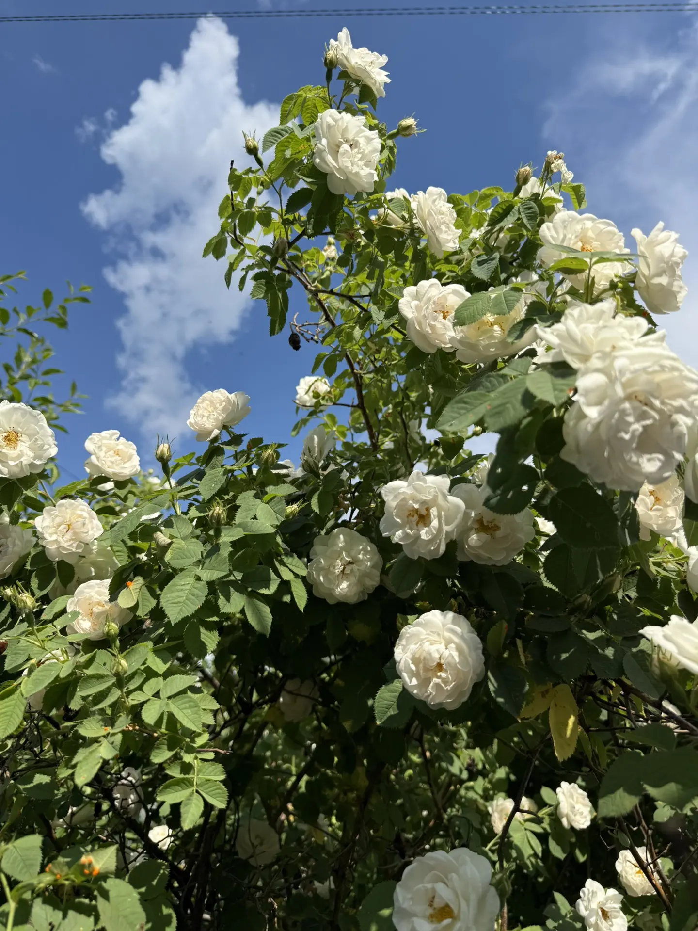 Доброе утро!☀️ 
В Тимском районе синоптики обещают дожди до конца недели. Жара спала до +18-22 граду