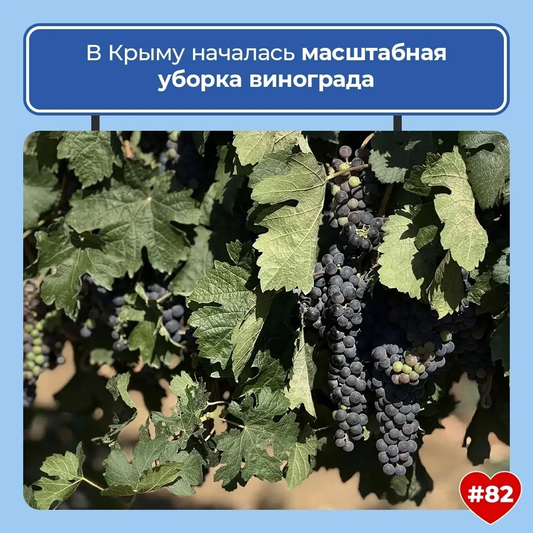 В Крыму продолжается сбор винограда урожая 2026 года! 👏