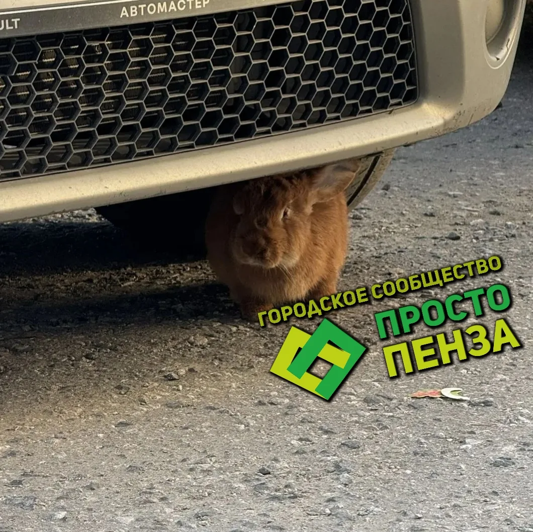 Животное похожее на кролика заметили пензенцы на улице Ново-Казанской.