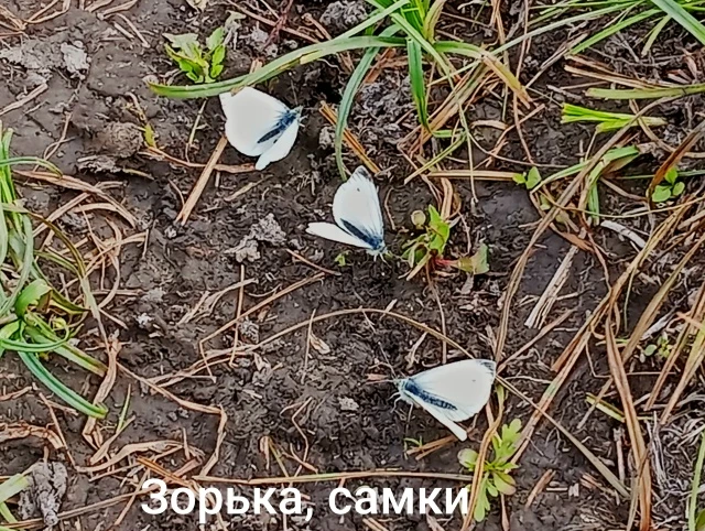 Продолжаем вести  наш репортаж с балки в западной нашего города.  Мы прошлись по гребню одного из  б