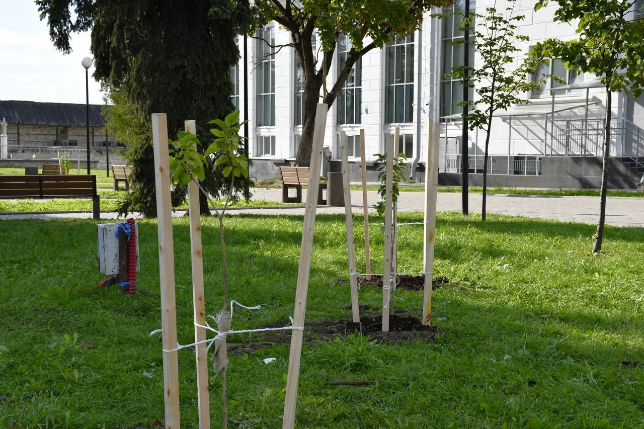 🌳 10 кустов сирени высадили на площади Ленина в Пскове