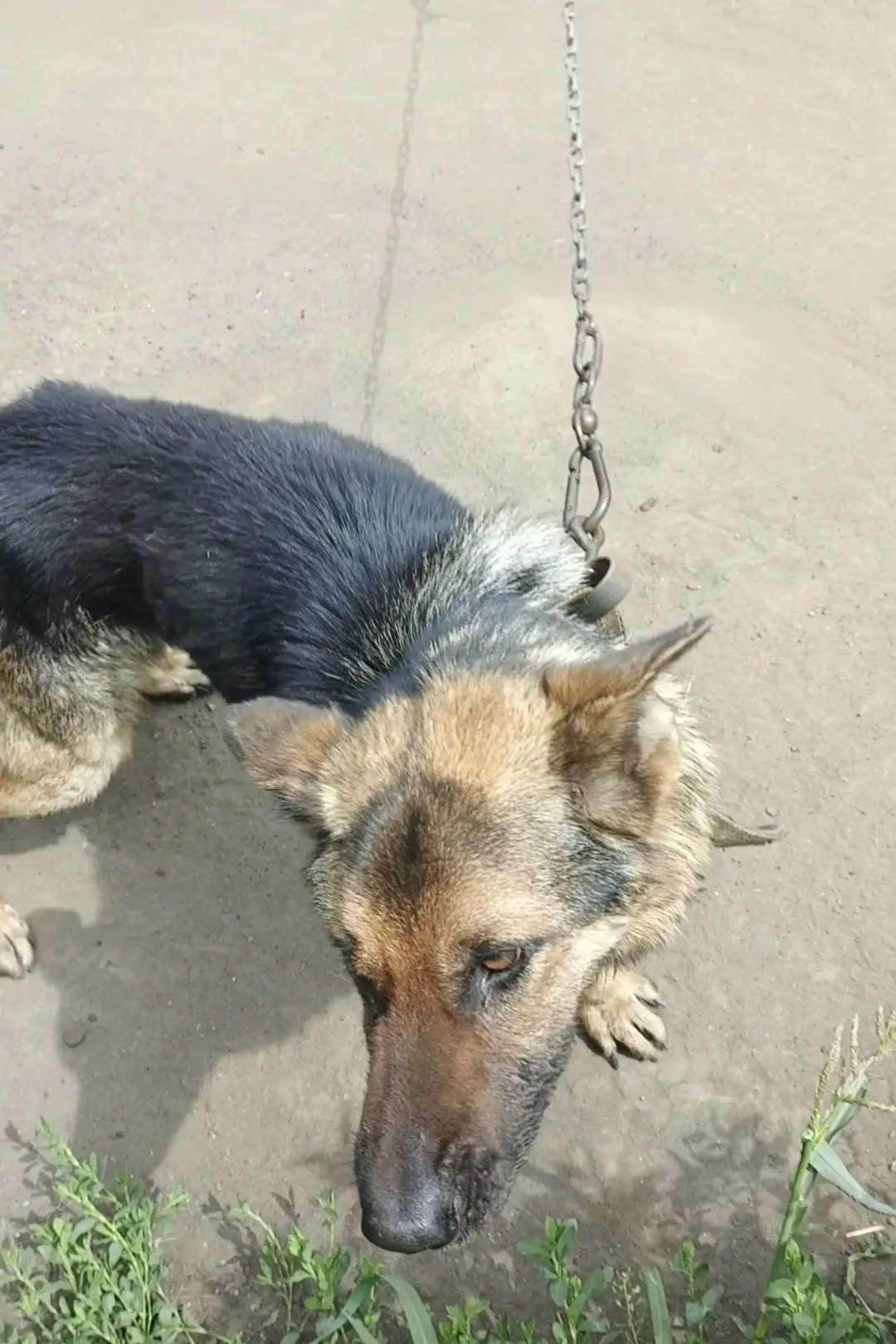 🐕 Сегодня ночью с цепи сорвалась немецкая овчарка