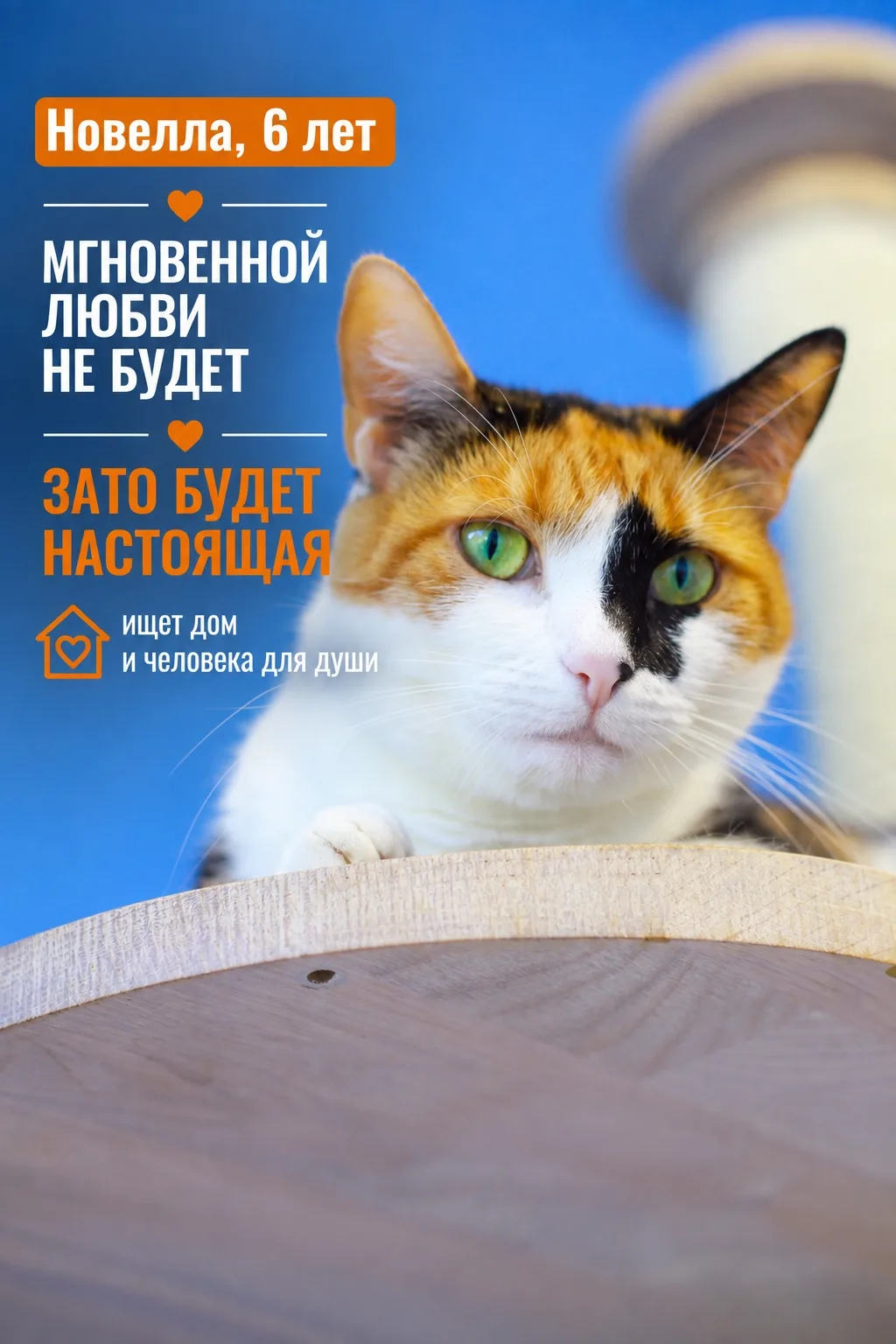 Новелла учится доверять миру заново.