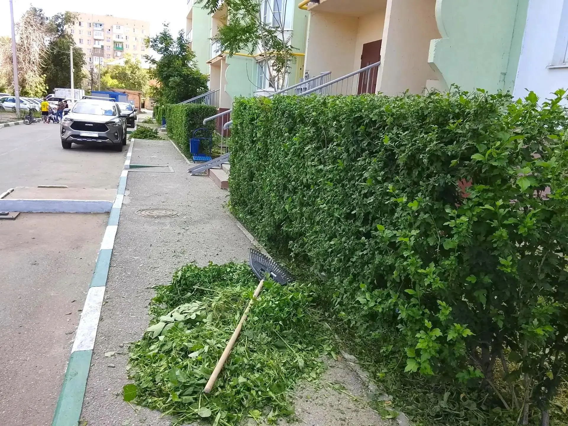 К новости «🌿 Живая изгородь: ровные линии вашего двора»