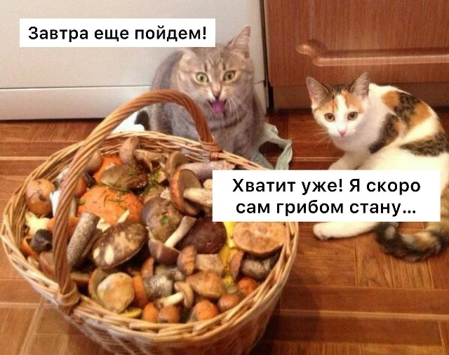 Психологи считают, что грибники — самые настоящие лудоманы
