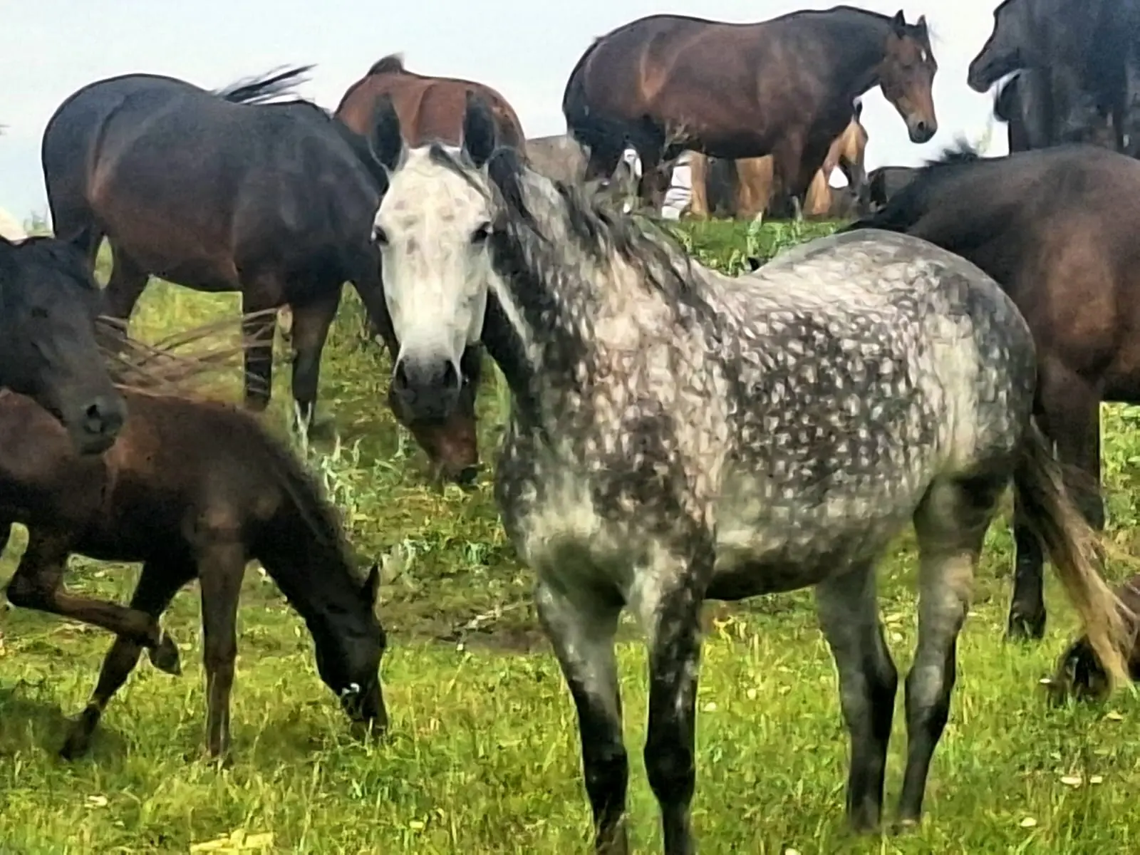 🐴РАБОЧИЕ БУДНИ! 💉