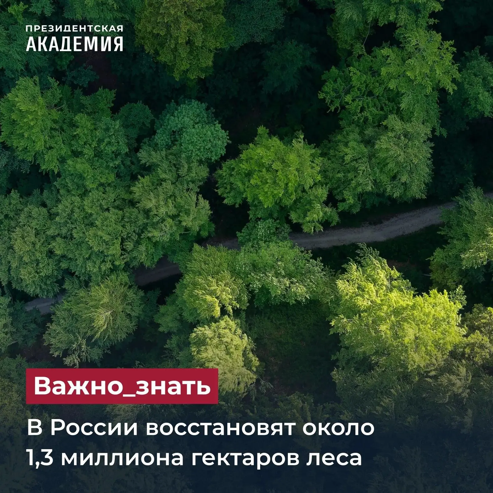 В России восстановят около 1,3 миллиона гектаров леса