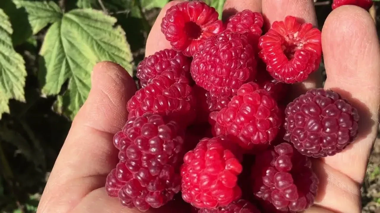 🍓 Малина: чек-лист подготовки к зиме