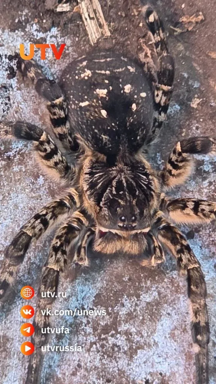 🕷️ «Незваный гость» на грядке: житель Дюртюлинского района встретил огромного паука, п...