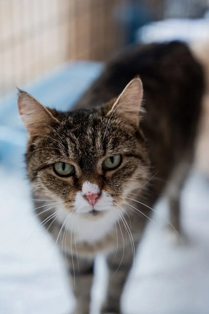 Сегодня официальный повод для мурчания — День объятий с котами! 🐱💖

Кто-то говорит, что кошки леча